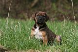 TOSA INU 412